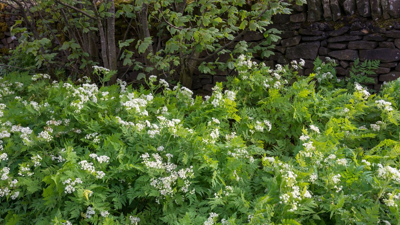 sweet cicely in shade of forest garden 