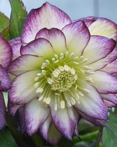 Perennial Farm Marketplace Helleborus X Hybridus Winter Jewels&amp;reg; &amp;lsquo;rose Quartz&amp;rsquo; (lenten Rose) &amp;ndash; Live Plant, Size-Quart, Spring Blooming, Shade-Loving, Deer Resistant