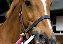 horse-calmer-paste.jpg