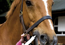 horse-calmer-paste.jpg