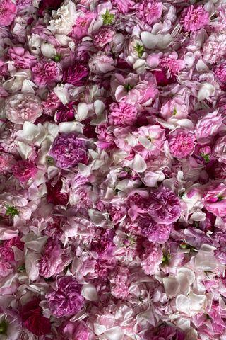 A bed of pink and white roses