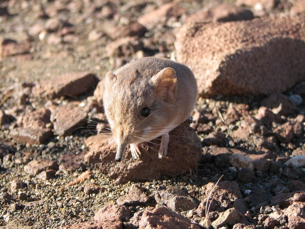 A newly identified sengi, or elephant shrew, from the Namib Desert.