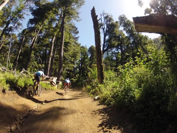 Climbing into the trees in Araucaria Pine forest