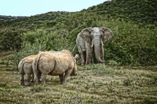 Two biggest land mammals on Earth.