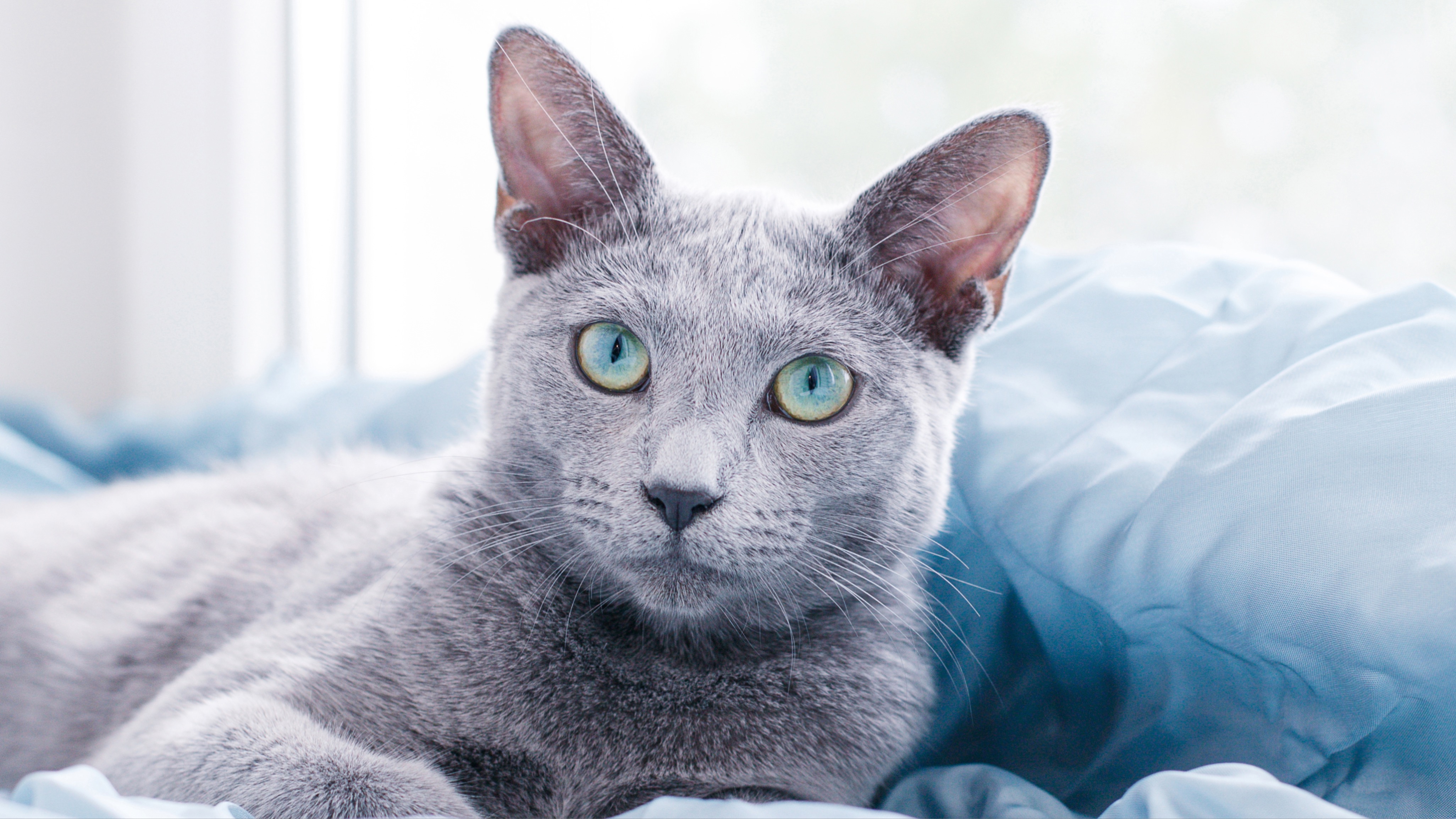 Russian Blue cat