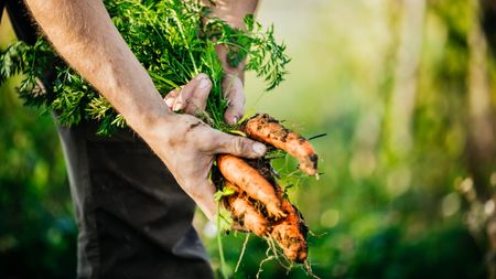 A gardener harvesting fresh orange carrots
