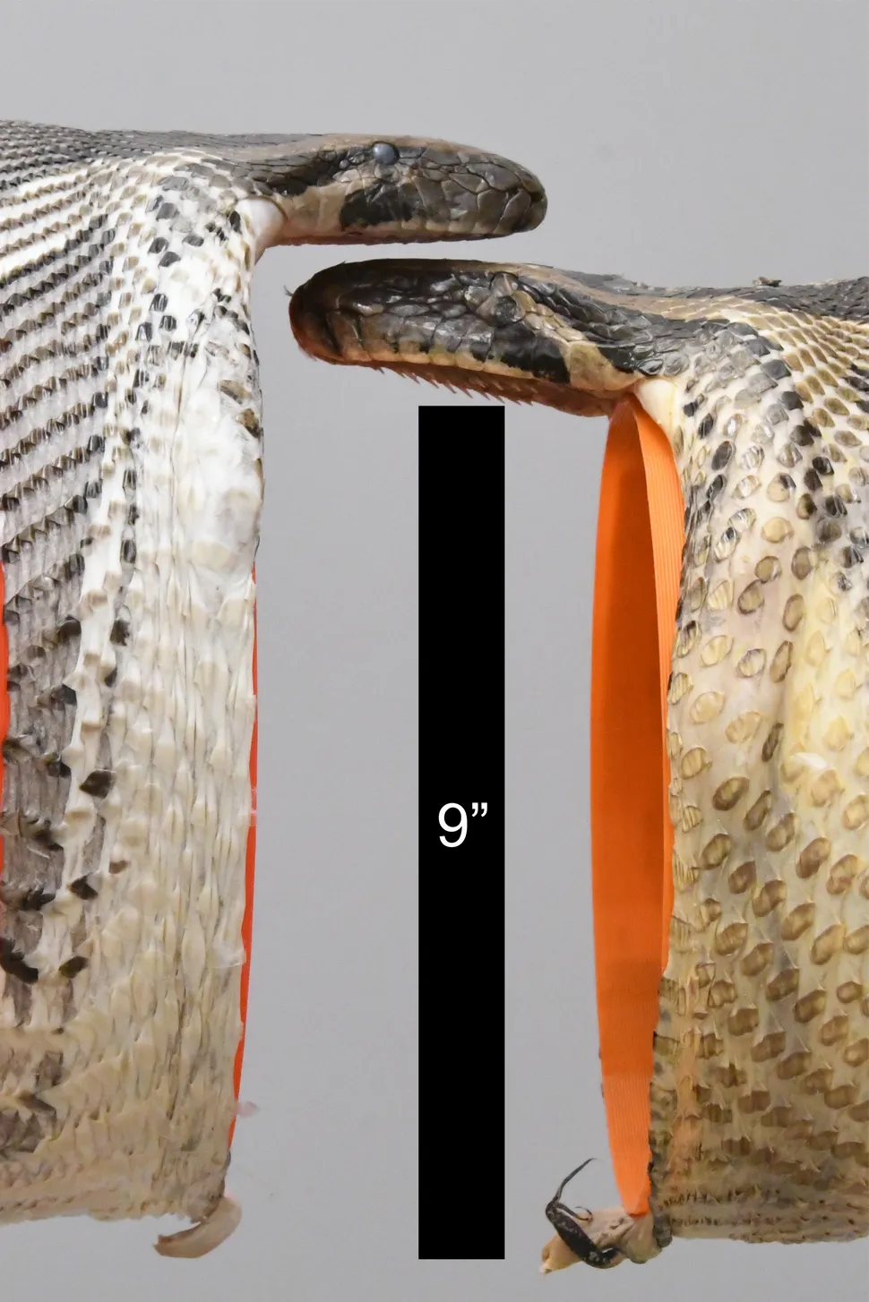 Burmese python with the largest gape diameter measured from a previous study on the right (22 cm = 8.7inches) and one of three specimens on the left with a gape diameter of 26 cm (10.2 inches) that was measured in the more recent study. (Image credit: Bruce Jayne, University of Cincinnati.)