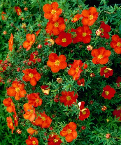 Potentilla varieties: 15 pretty types to take your pick from | Gardeningetc