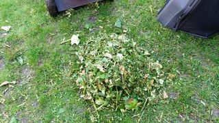 How to mulch leaves: Step 4