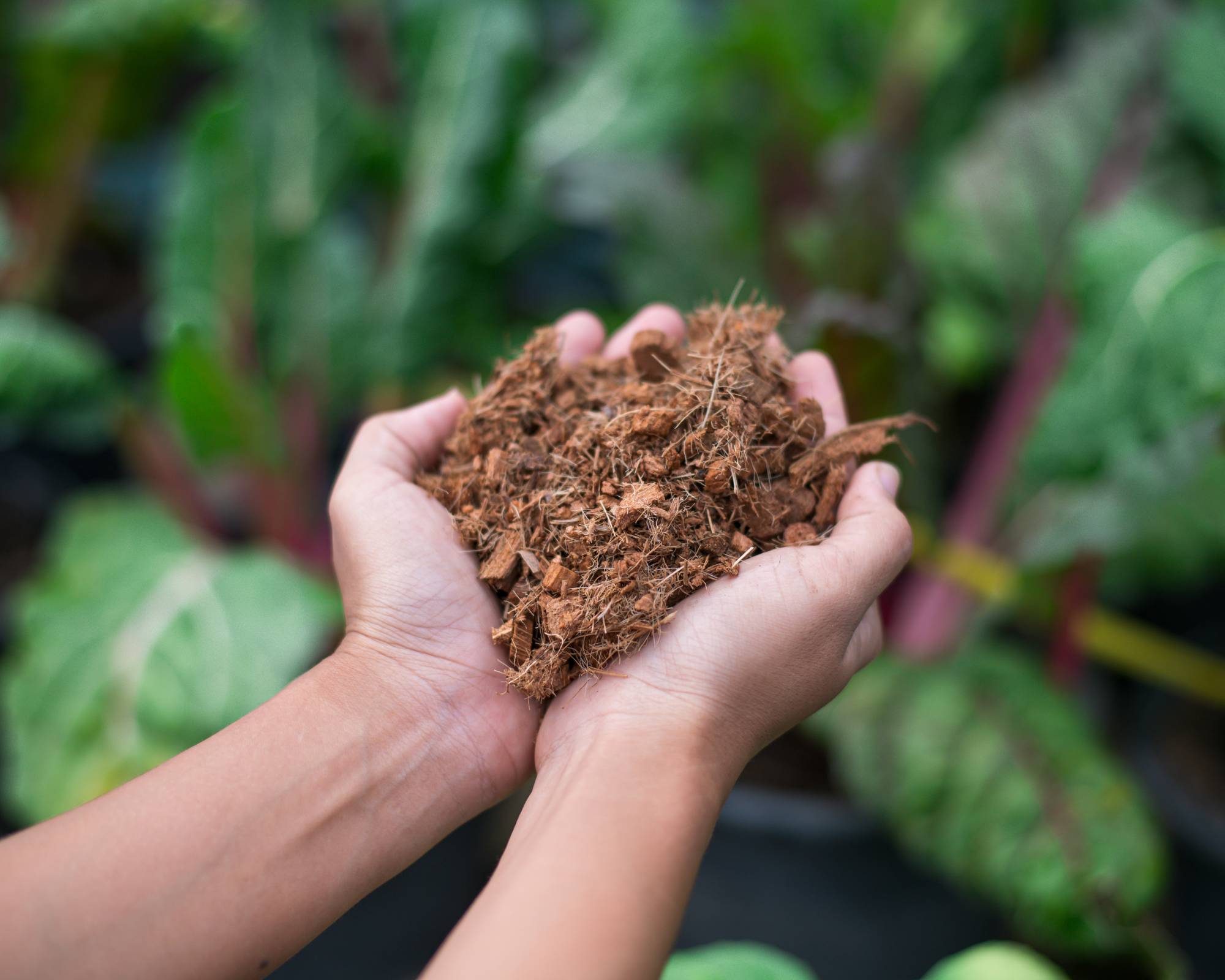 Hands holding coco coir