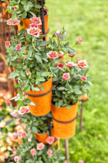 Miniature Roses Growing In Containers