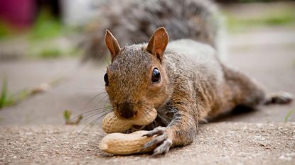 A squirrel with a nut in its mouth clutches another nut in its hand.