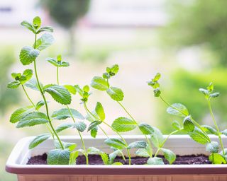 Mint growing in container