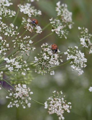 wildlife garden ladybird on flower