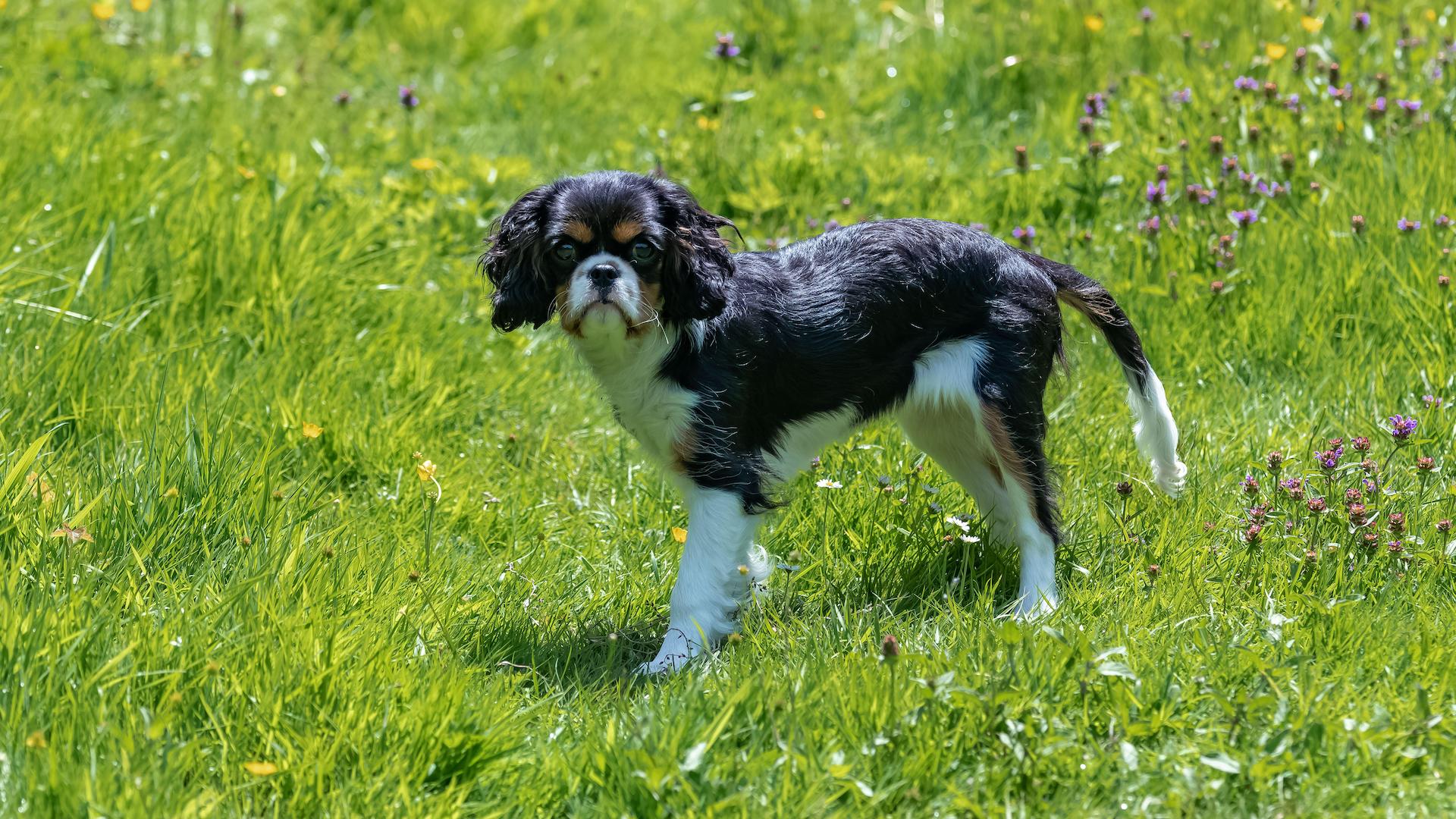 Cute puppy in garden