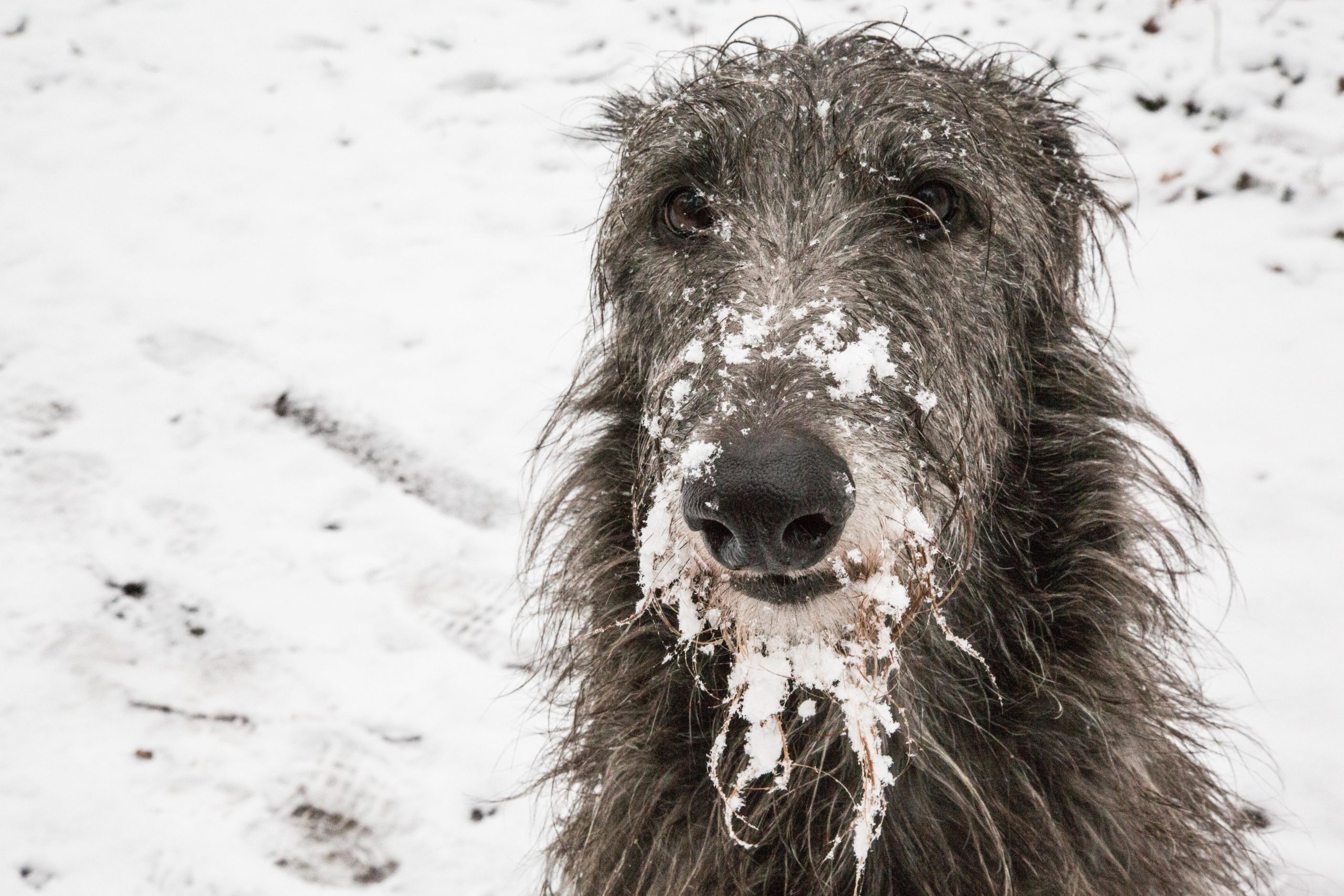 portrait of scottish deerhound in the snow