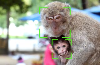 A female monkey and her child classified by AI