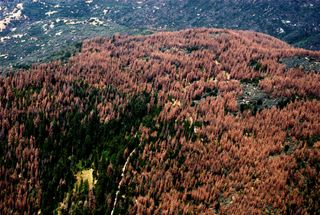 california-drought-dead-trees
