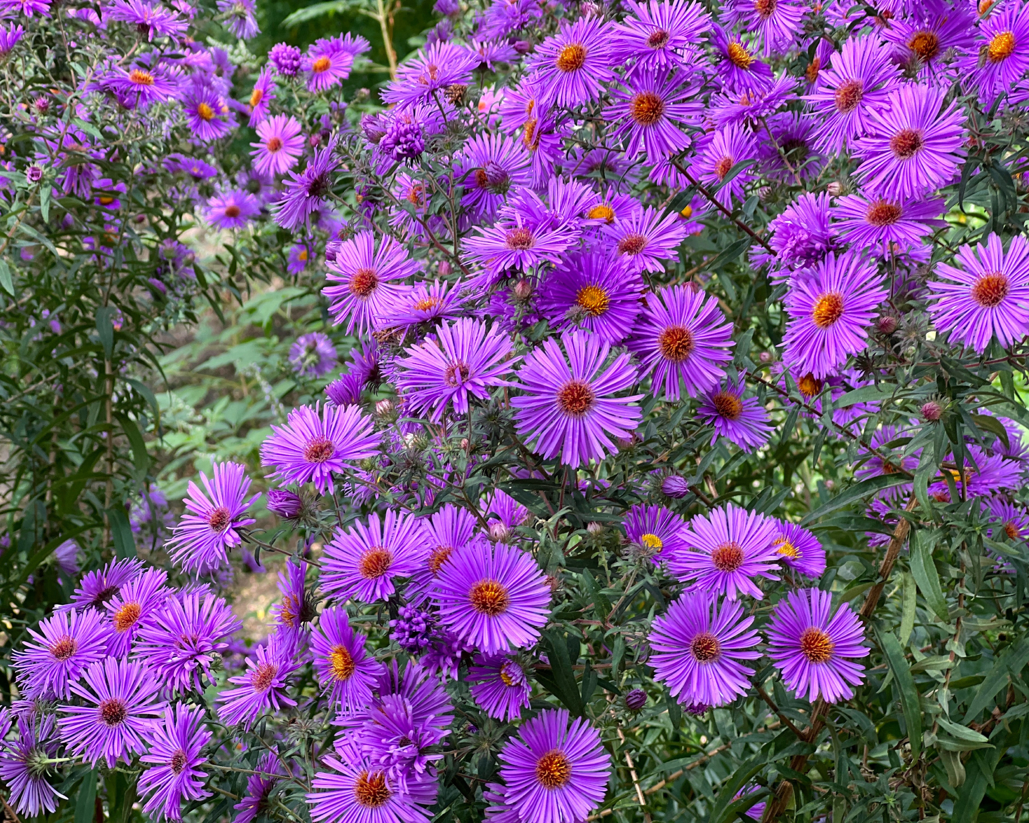 aster flowers growing in a garden