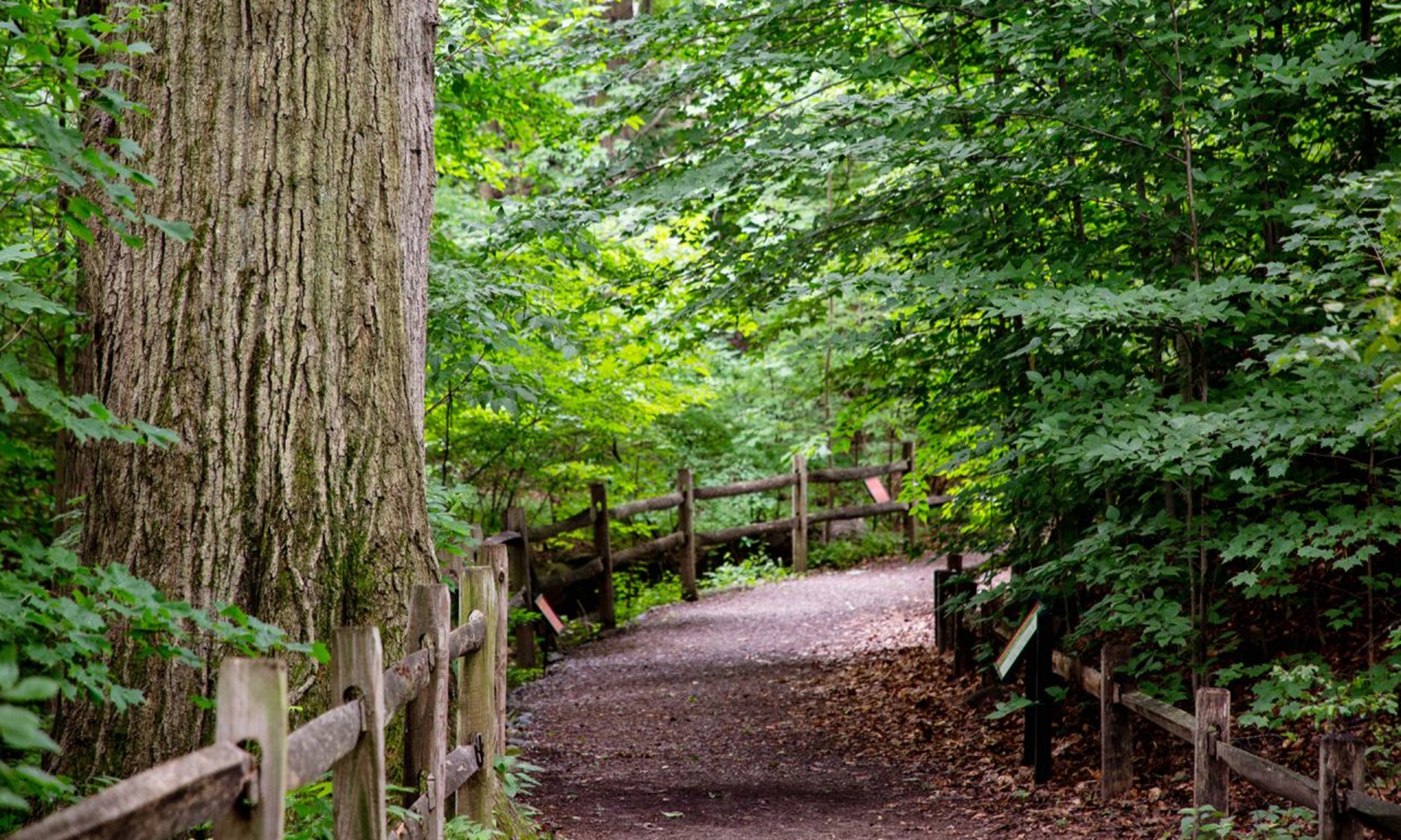 Thain Family Forest at The New York Botanical Garden