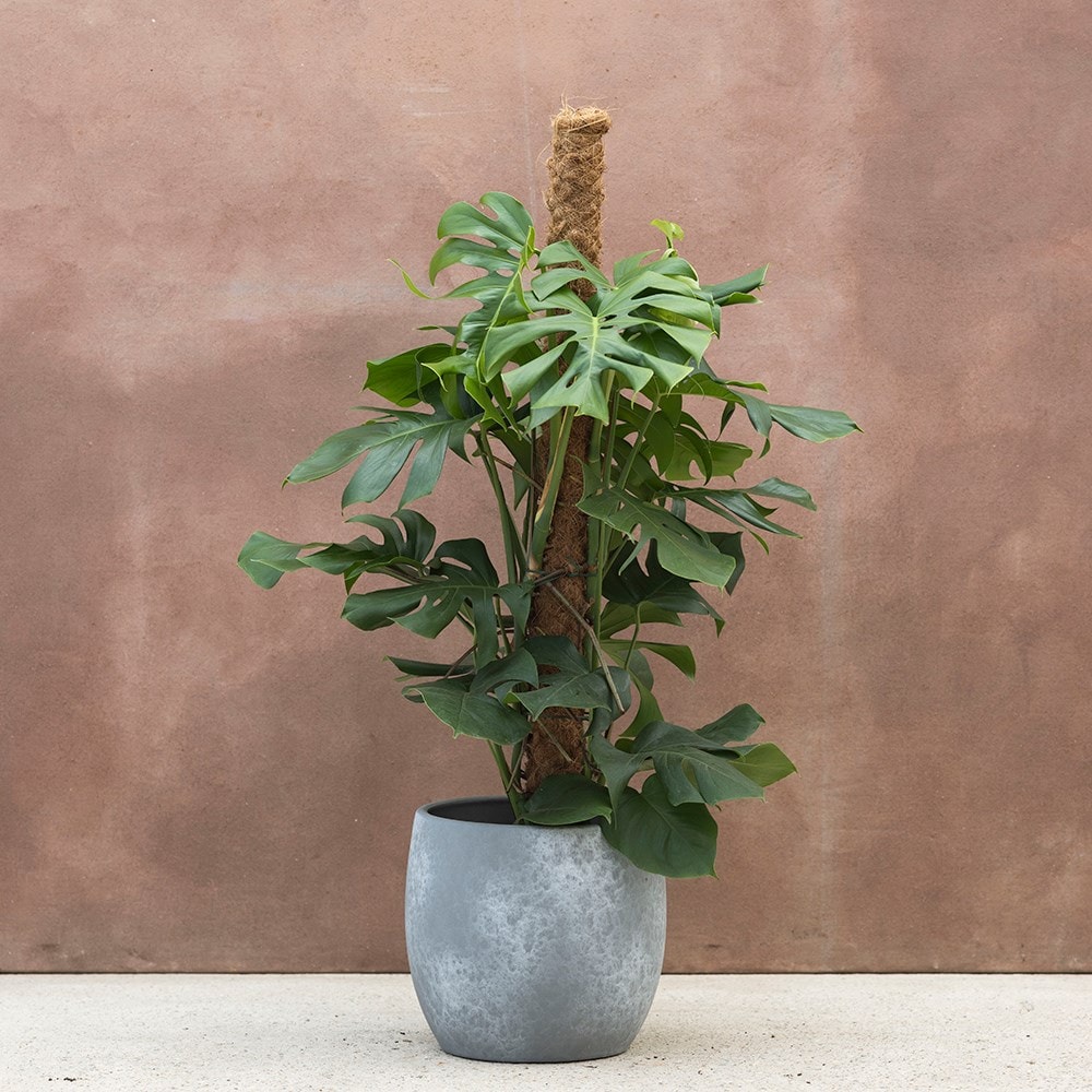 Monstera Deliciosa | Houseplant