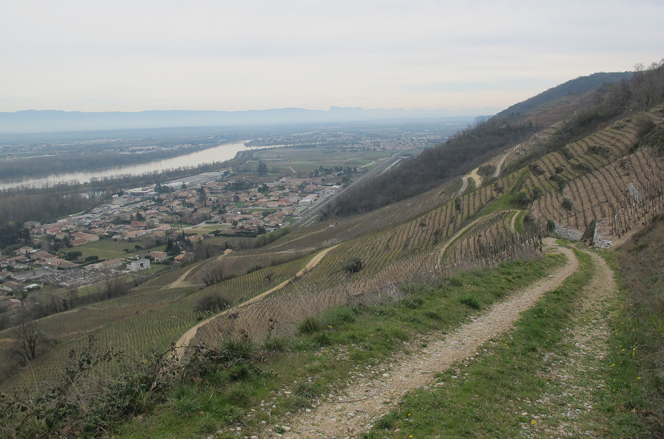 value northern Rh&ocirc;ne whites