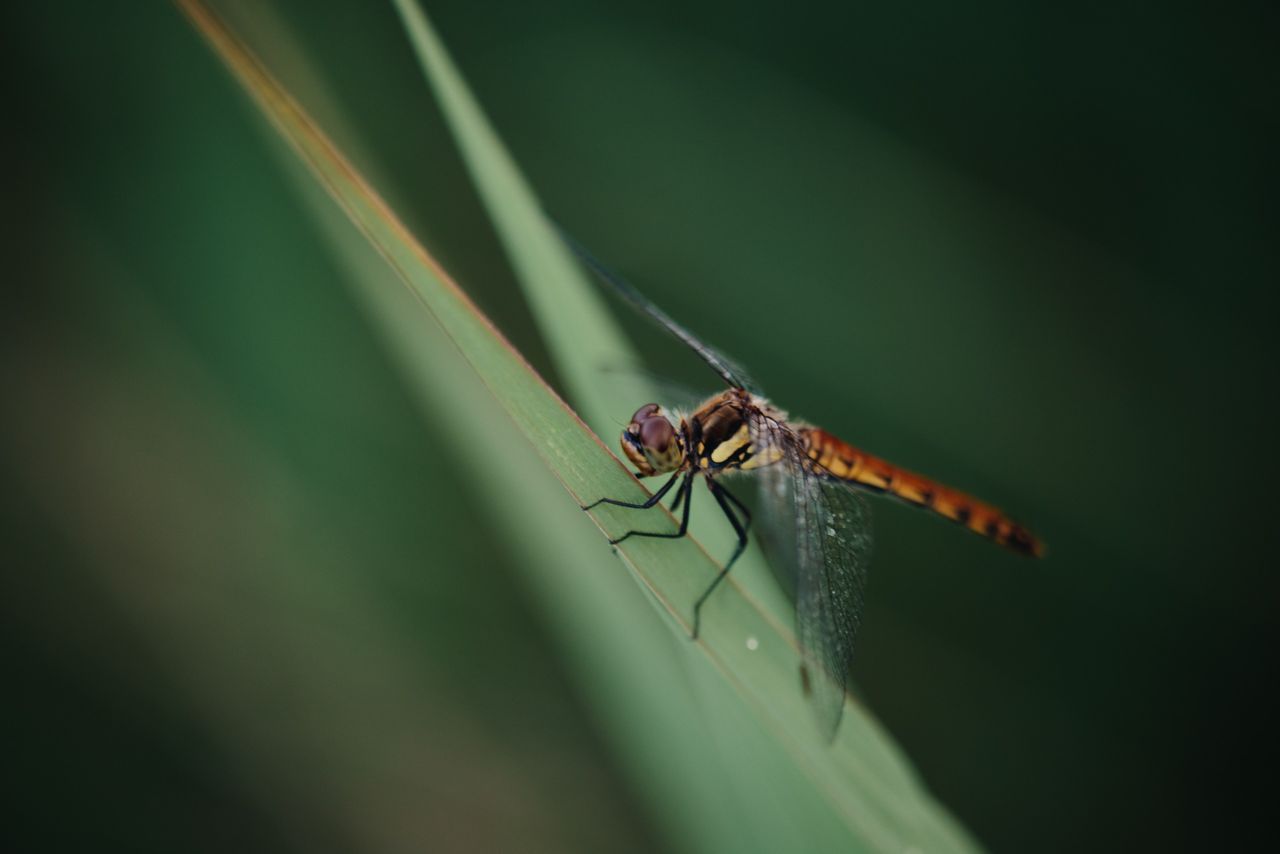 Image samples from the Sigma 50-120mm f/2.8 DC OS Contemporary