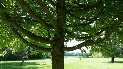 Large Tree With Crown Shape