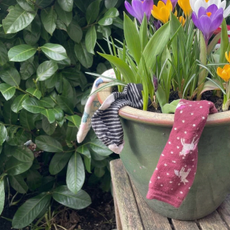 A pot of spring crocuses with spare socks draped over the rim