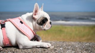 French Bulldog wearing harness