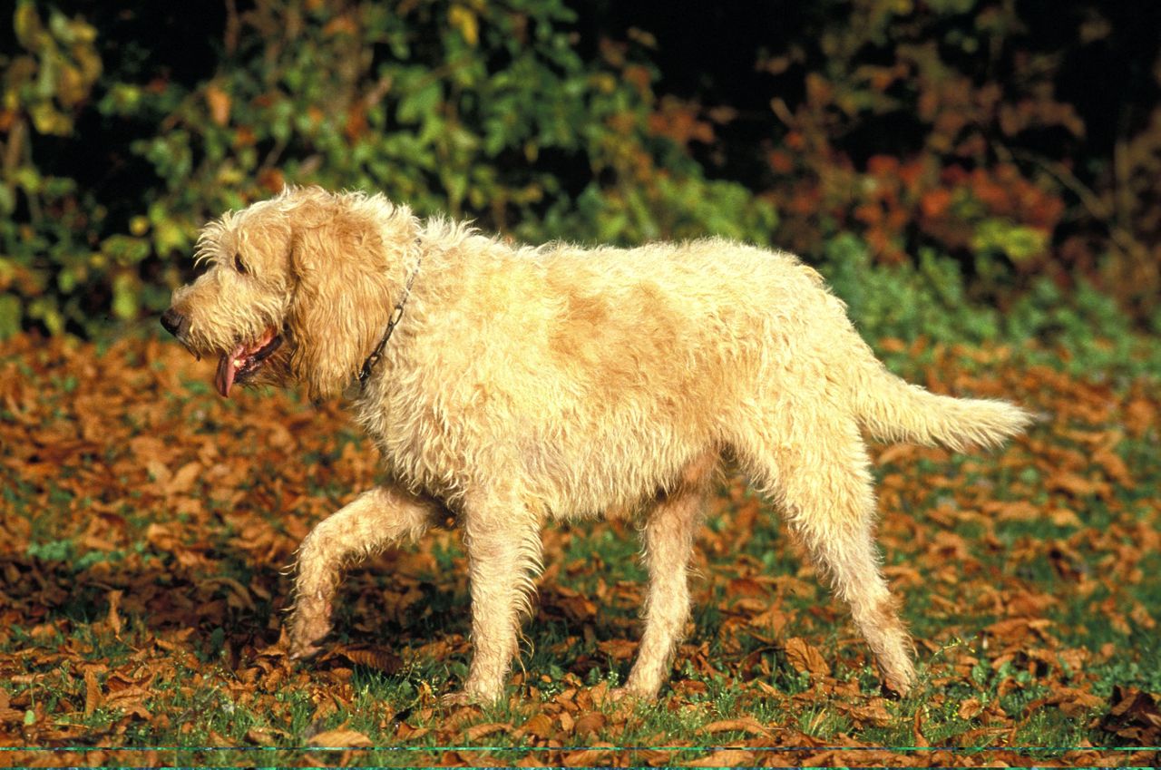 A Grand Griffon-Vend&eacute;en hound standing outdoors, its large, shaggy coat and long ears typical of this rugged French hunting breed.