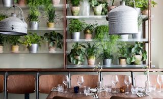 Potted plants on wall shelves in a restaurant