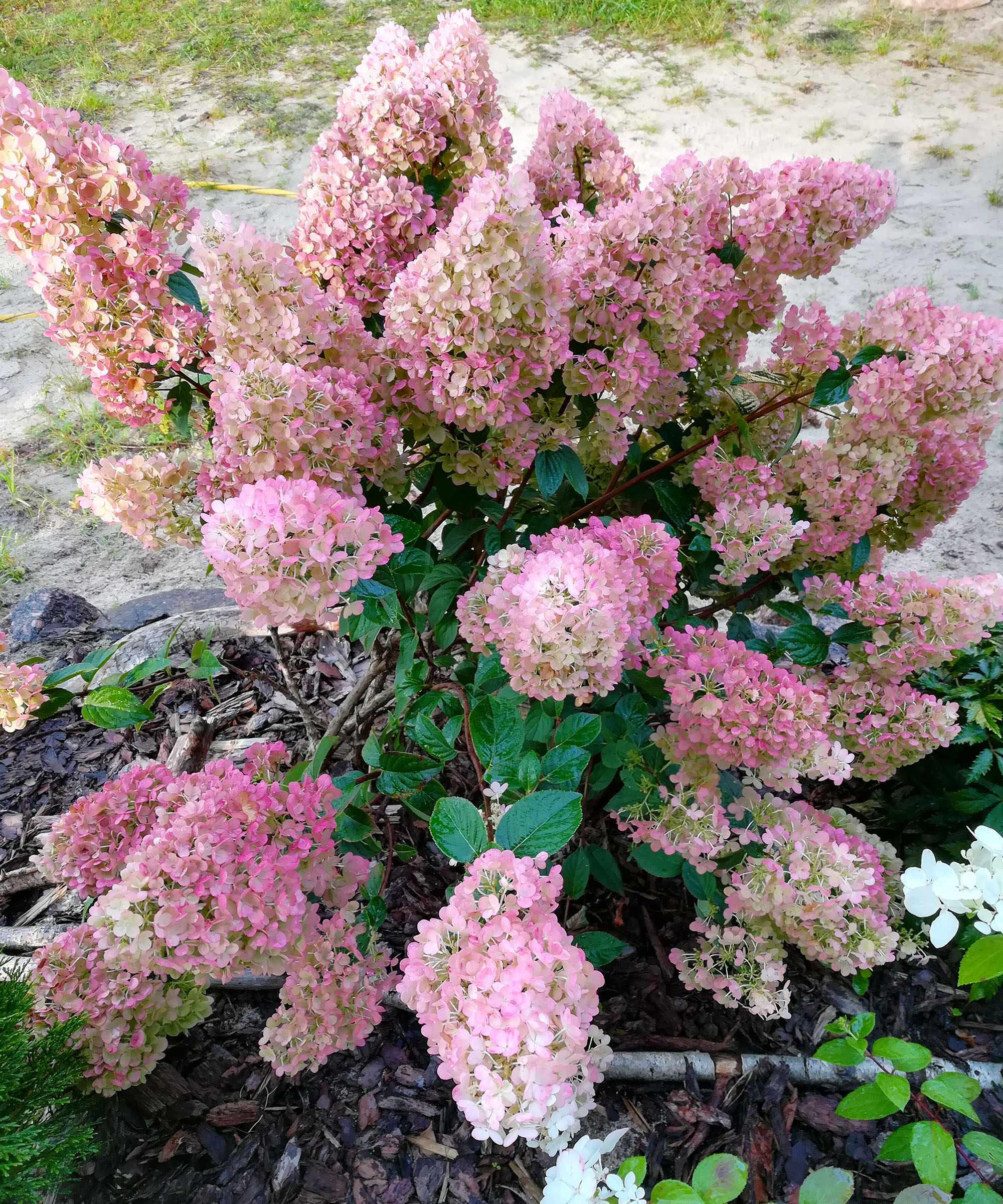 A small spreading shrub, Hydrangea paniculata Strawberry Sundae Fraise, with pink and wine delicate flower buds against the background of other garden plants