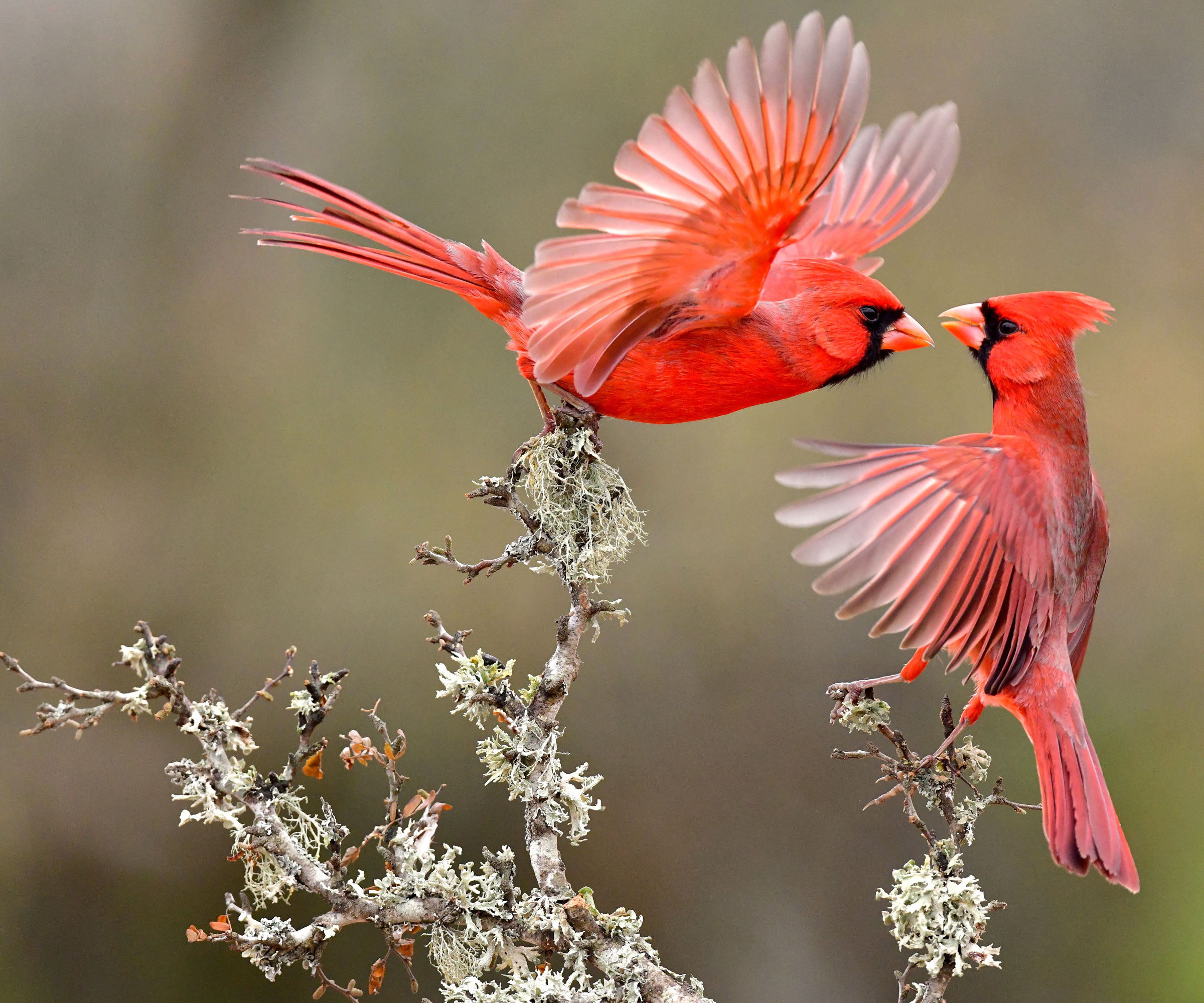red cardinals fighting on white shrub