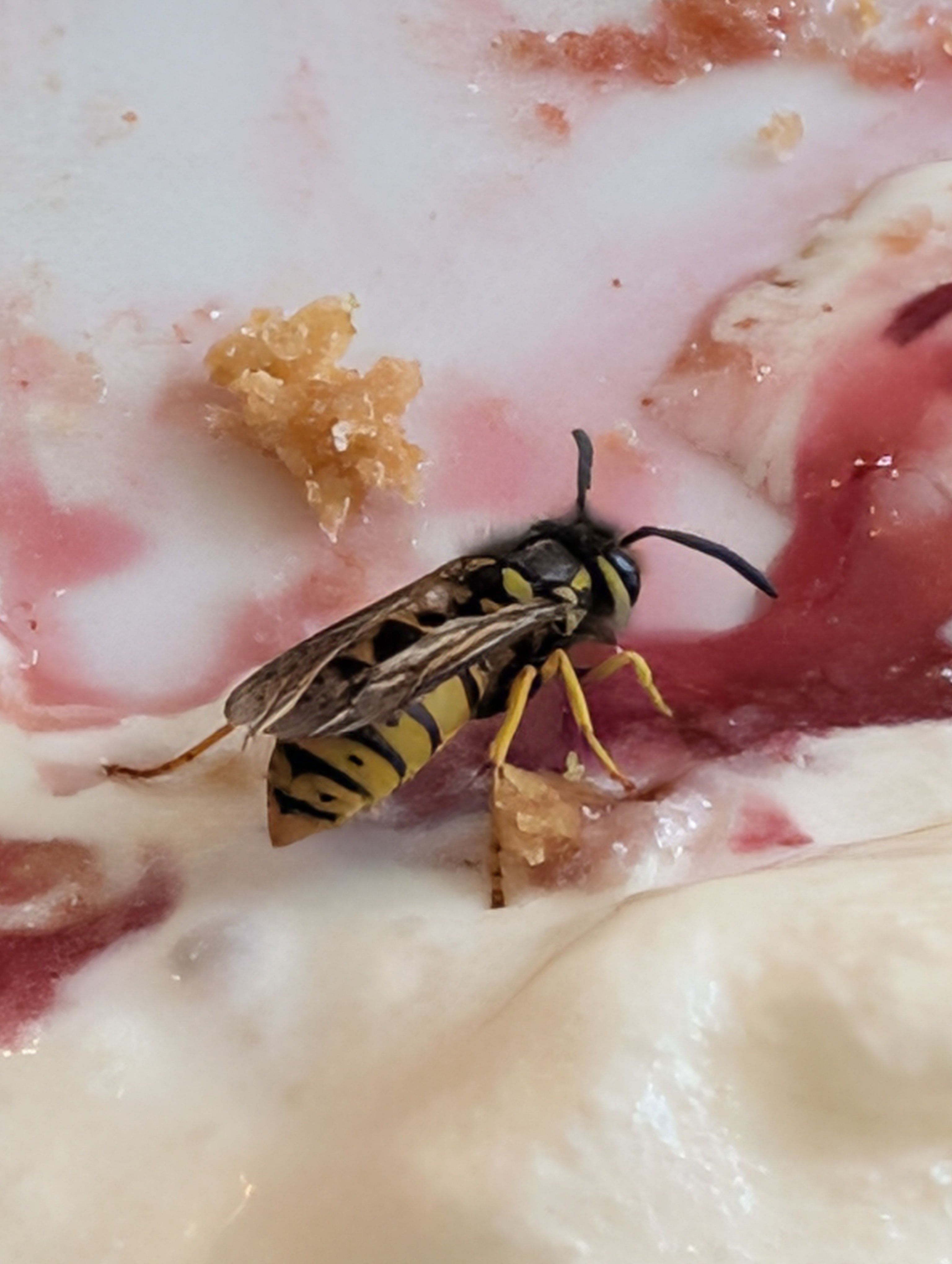A wasp eating a creamy dessert