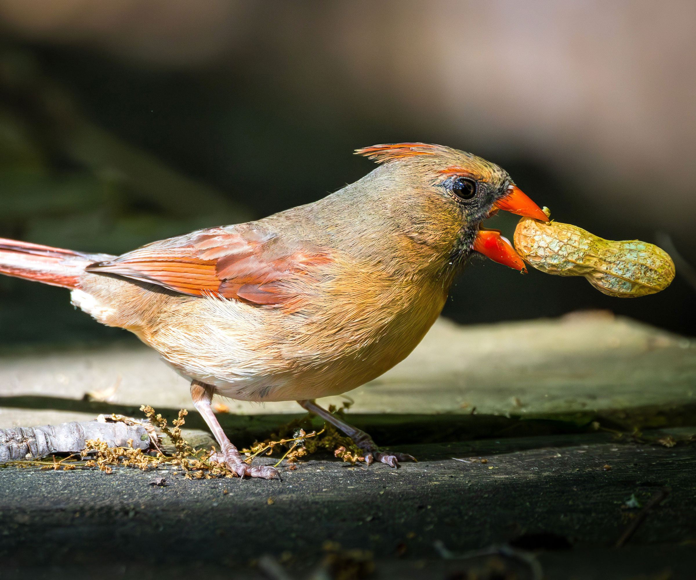 female red cardinal bird with large peanut
