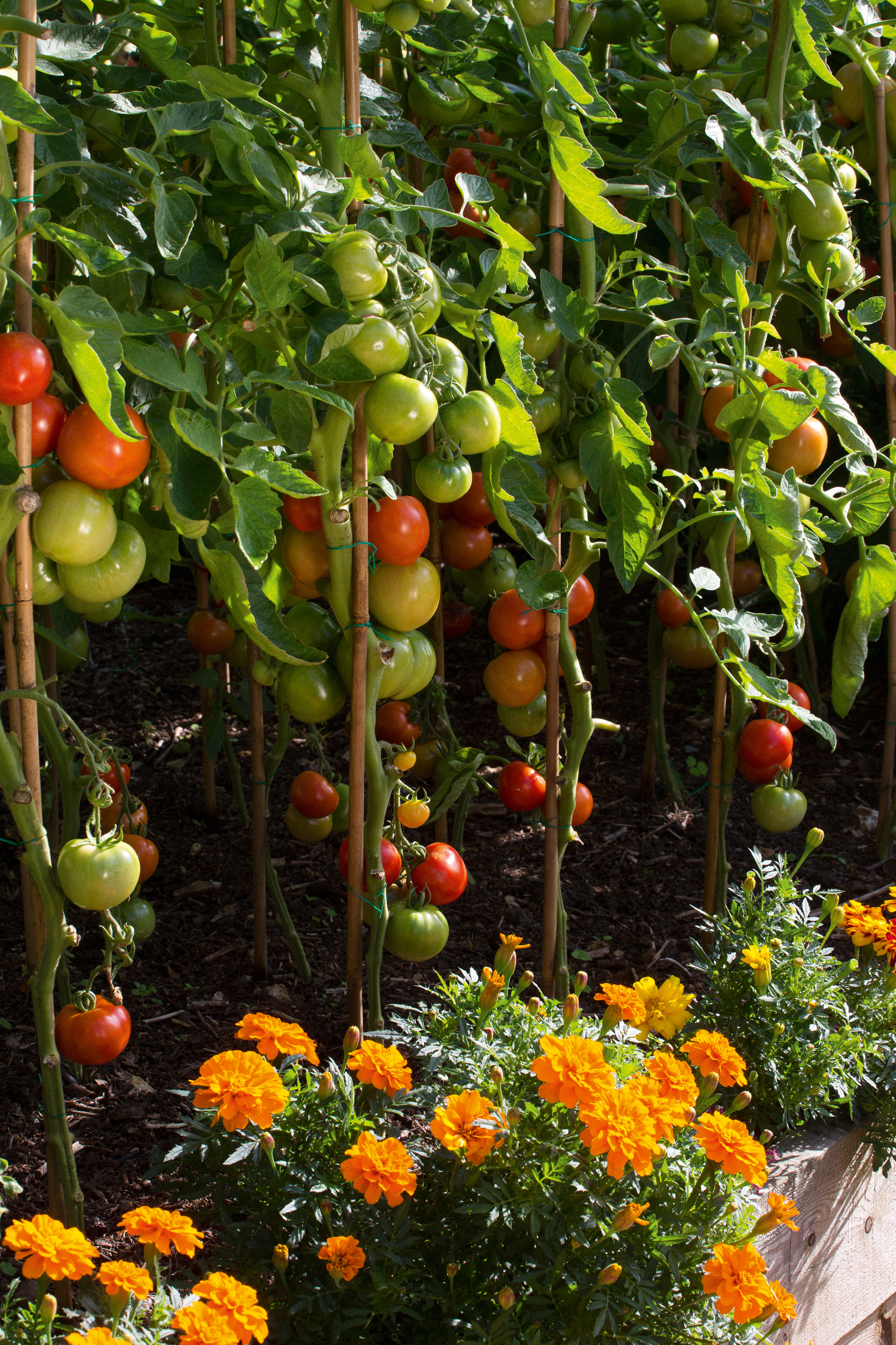 tomatoes and marigolds