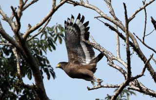 The eagle - so rare it should perhaps be worth much more than two birdies