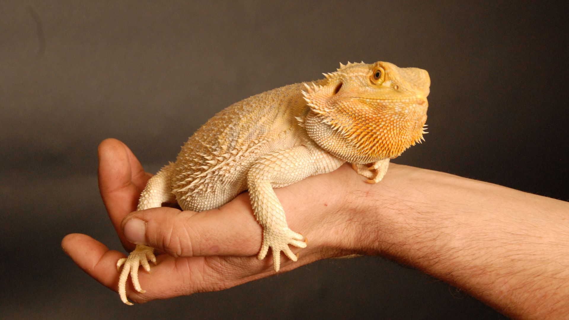 Person holding bearded dragon