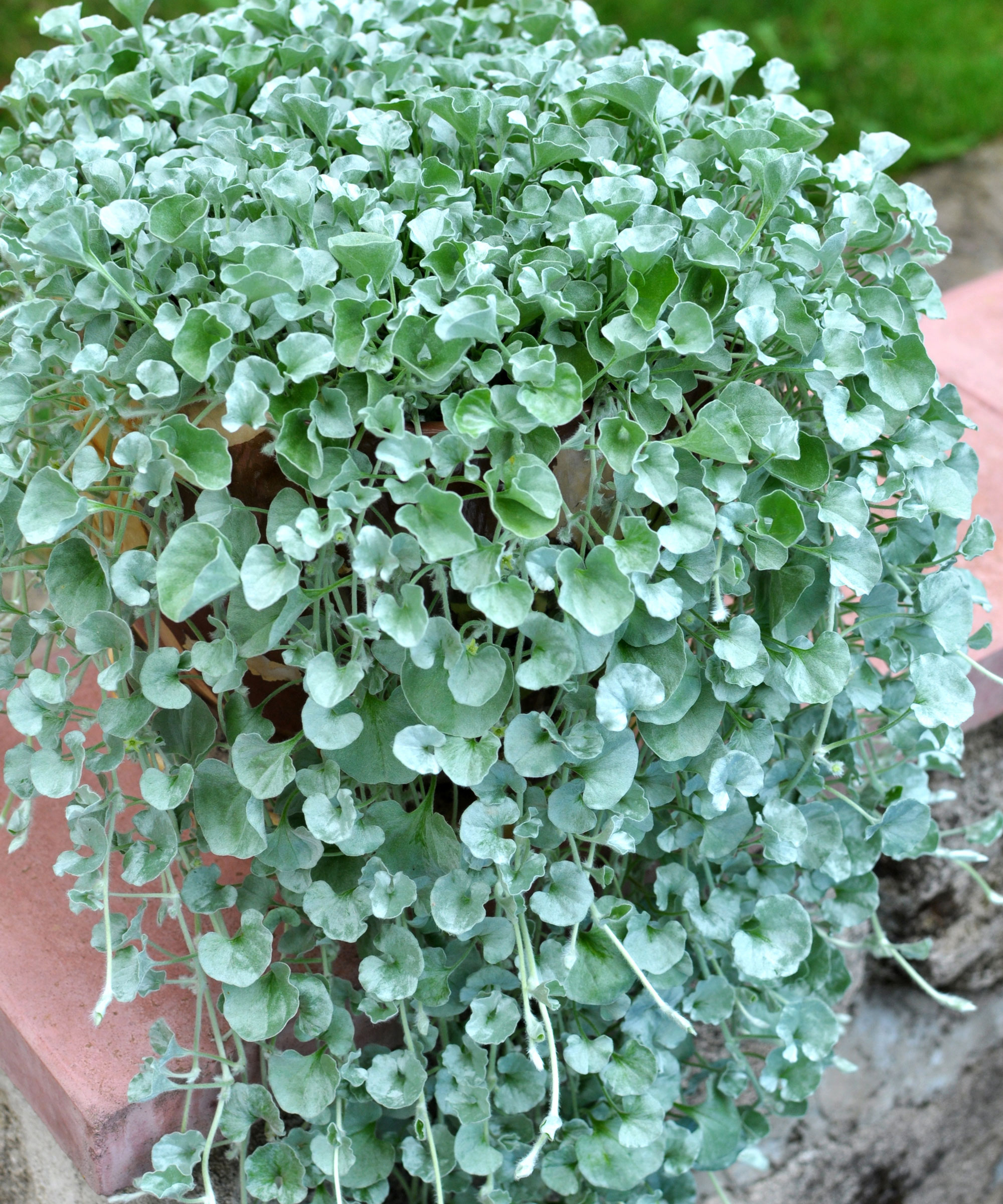 dichondra plant with silver green tumbling foliage