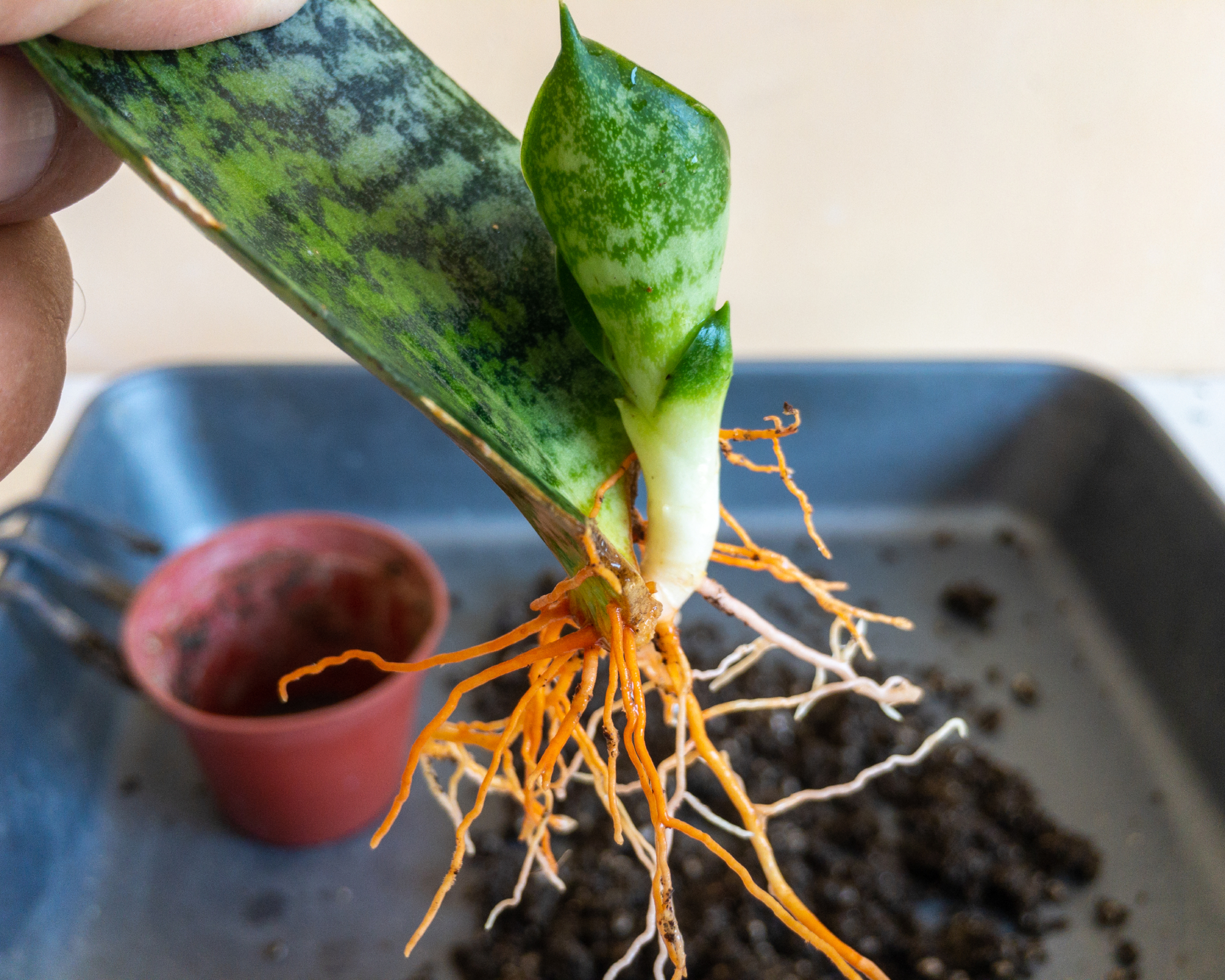 Rooted snake plant cutting