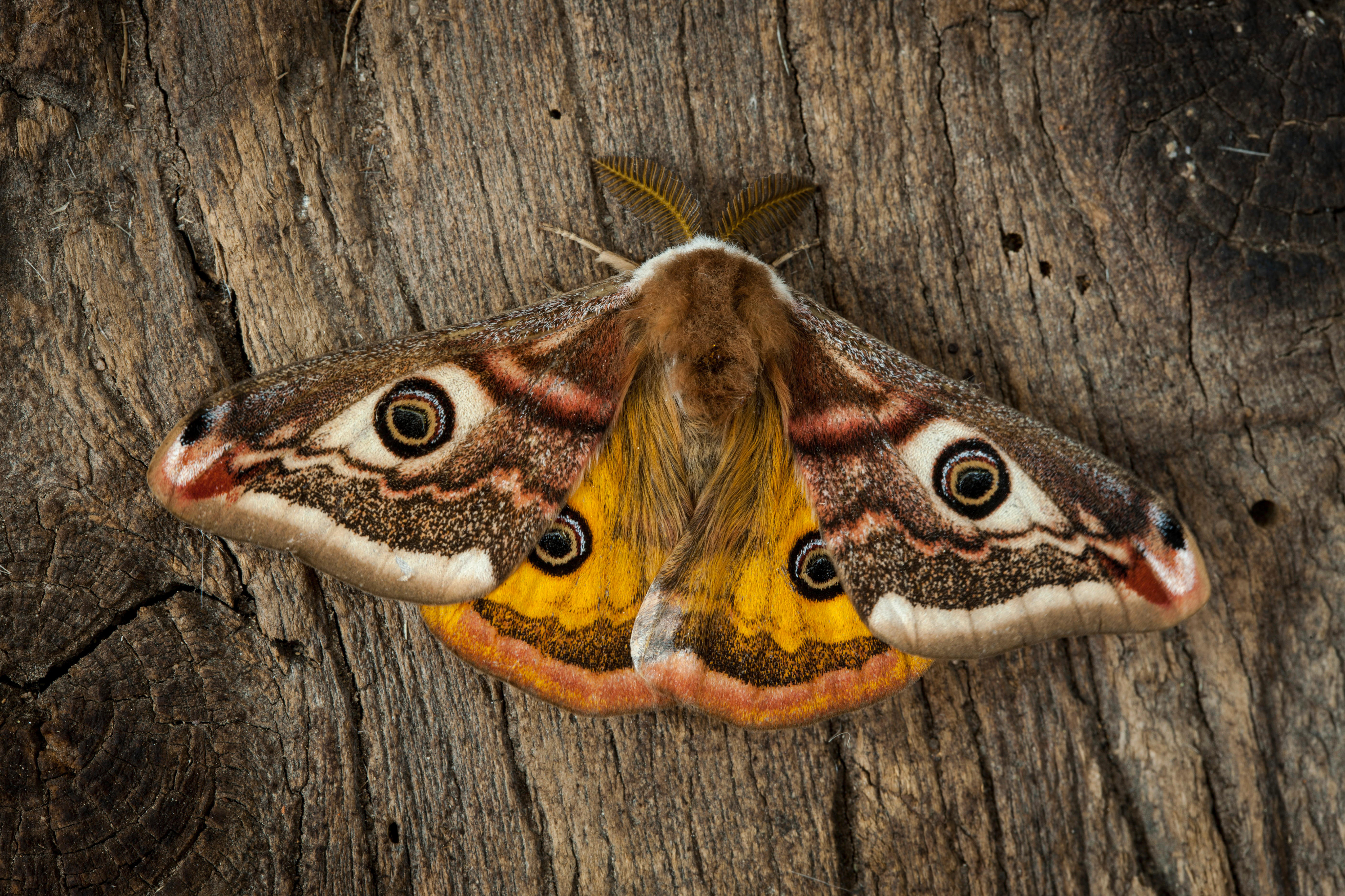 Emperor Moth (Saturnia pavonia).