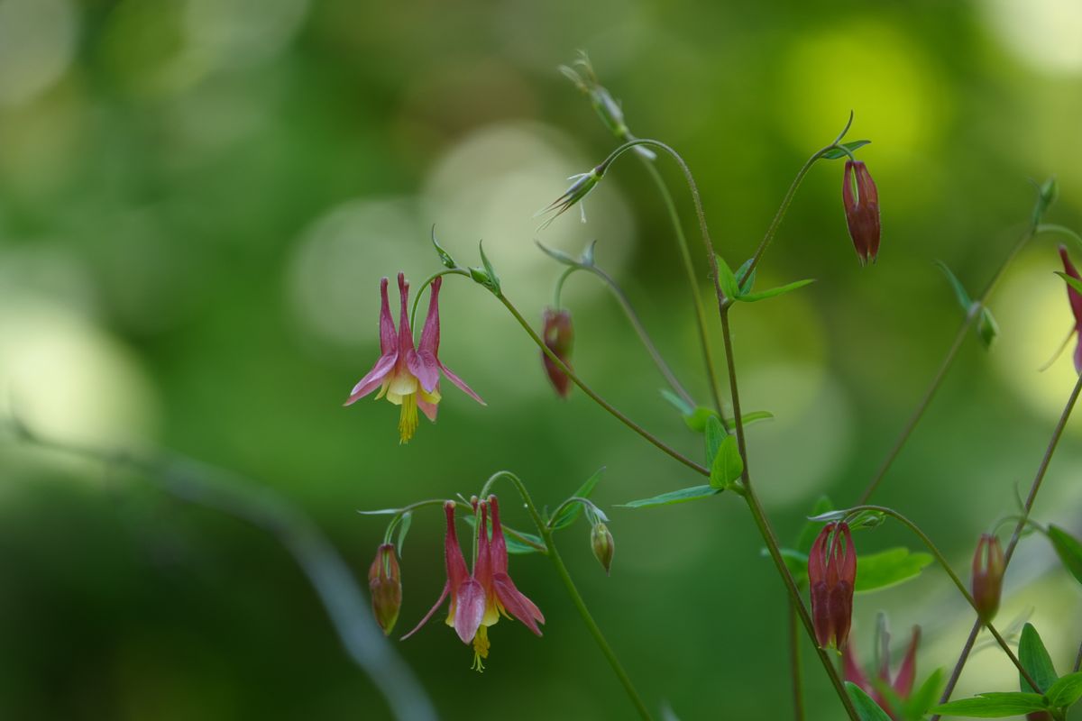 Sample images shot with the Sony RX10 V