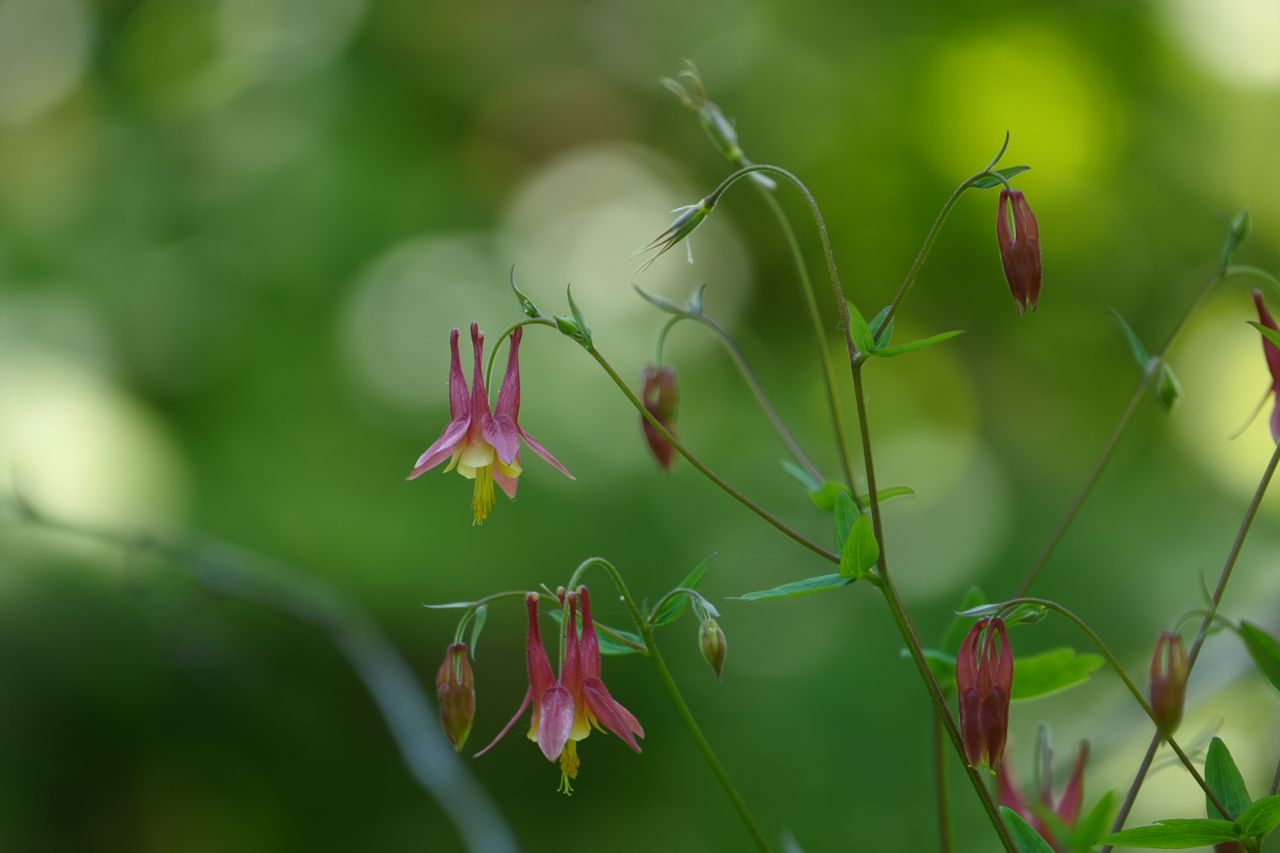 Sample images shot with the Sony RX10 V