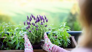 picture of woman planting lavender in a pot