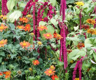 Love lies bleeding with pink blooms, alongside the orange flowers of the Mexican sun hat plant, in a sunny garden border