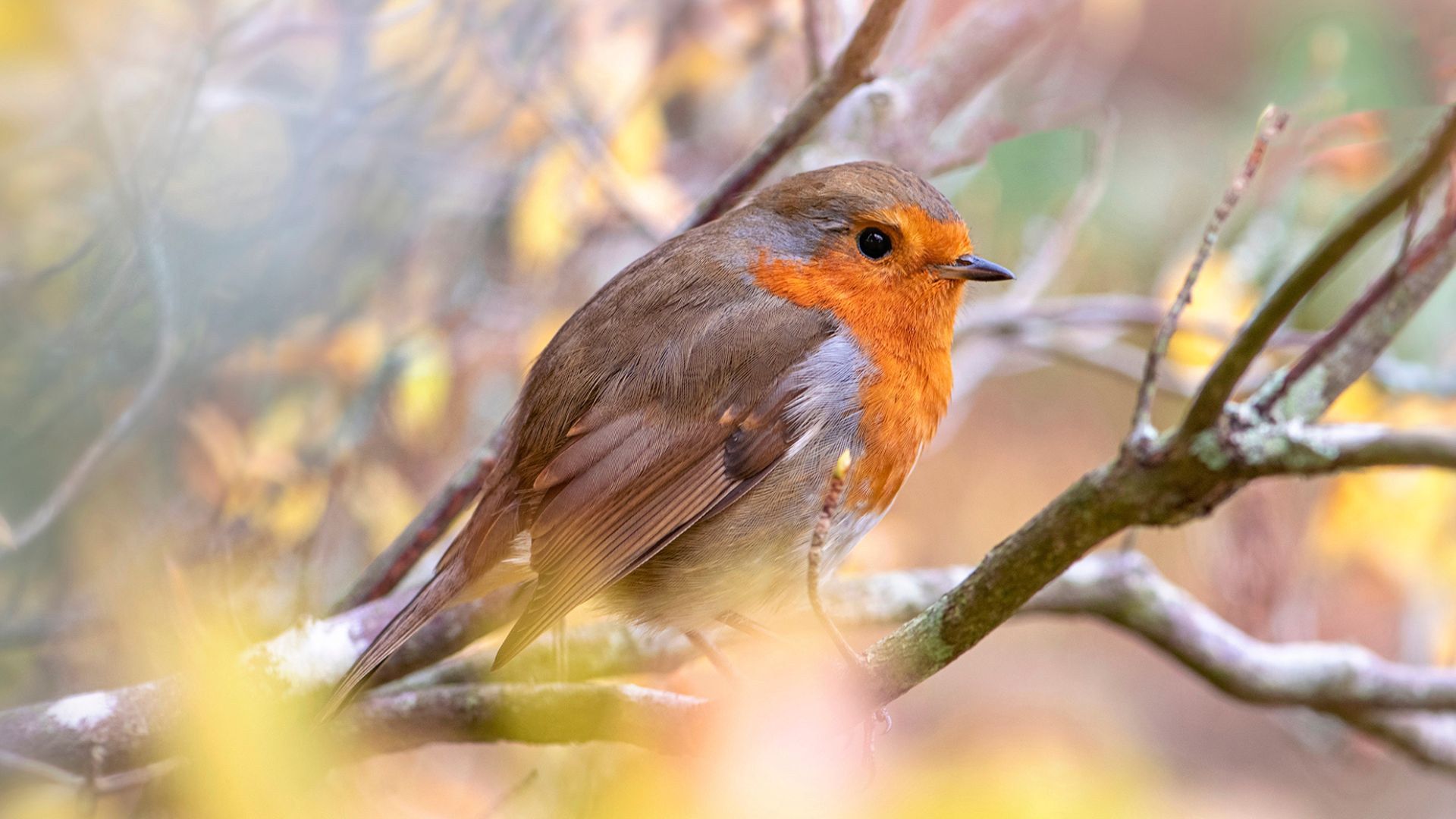 picture of robin perched on tree with autumnal leaves around it