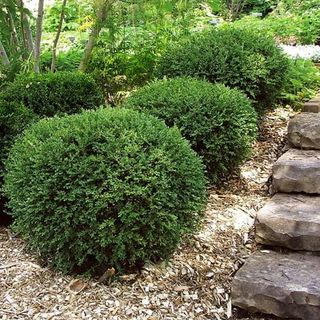 Wintergreen Boxwood 1 Live Quart Size Plant Dense Evergreen Foliage, Cold-Hardy & Ideal for Year-Round Landscaping, Elegant Border & Hedge Plant, Live Shrub