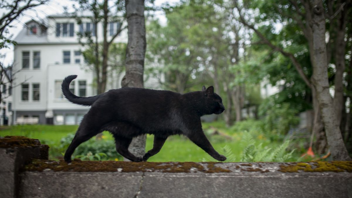 Can cats really see in the dark? Live Science