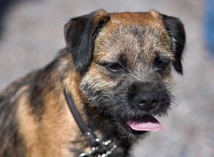 A terrier